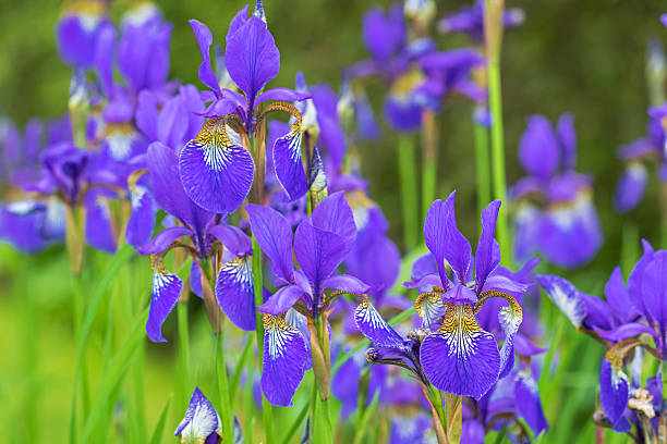 Purple Iris flower with yellow shade blooming during raining summer