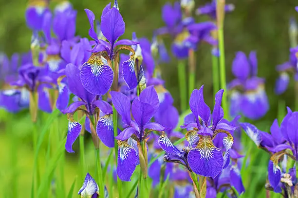 Soft focus of purple Iris flower with yellow shade blooming during raining summer in Austria, Europe