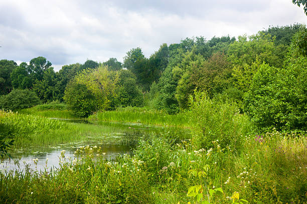 Wild summer pond stock photo