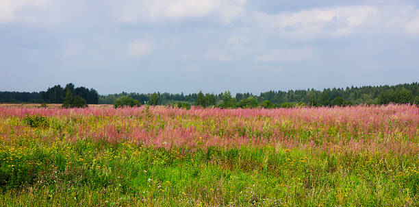 Panorama pink meadow stock photo