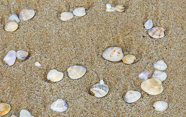 istock Many type of sea shells on the beach sand 585303732