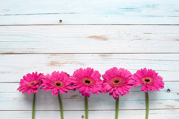 istock Pink daisies on wood with space 585303744