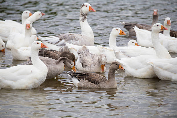 istock Flock of geese swimming on a river 585303760