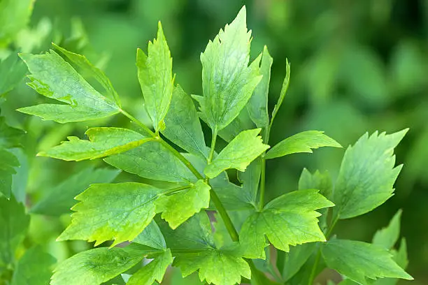 Photo of Wet leaves of Lovage plant (Levisticum officinale) growing in garden