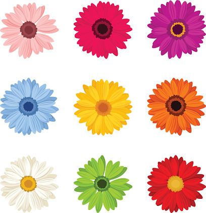 Vector set of nine colorful gerbera flowers isolated on a white background.