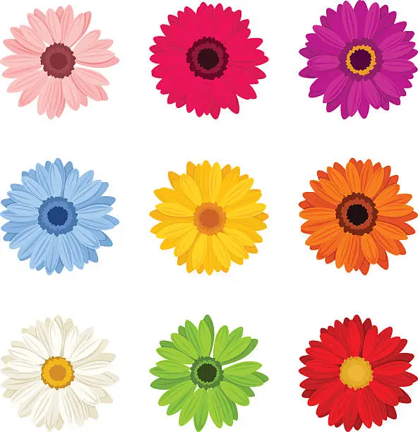 Vector illustration of Set of colorful gerbera flowers. Vector illustration.
