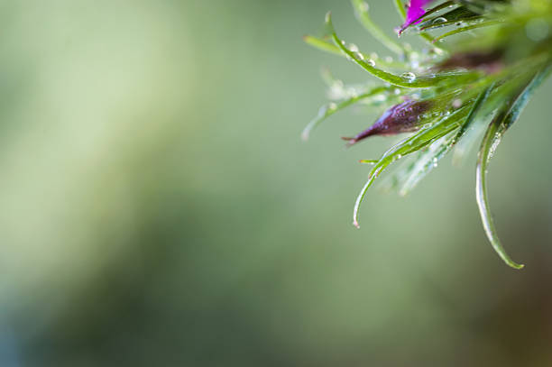 Macro photo of Dianthus chinensis flowers with blurry background