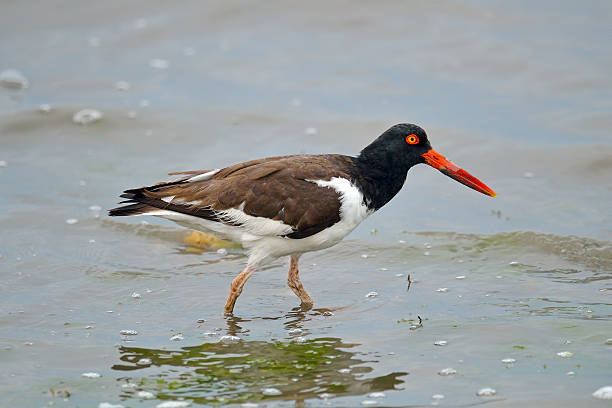 istock American Oyster Catcher 585304962