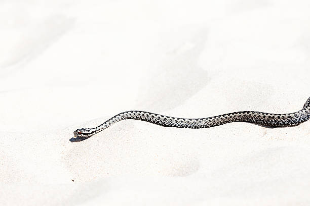 istock beautiful view of Vipera berus 585305012
