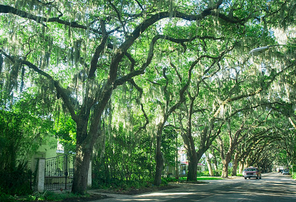 Voted one of America's most scenic streets, St. Augustine, Florida, USA 
