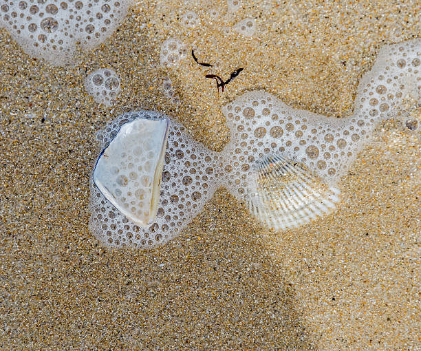 istock Many type of sea shells on the beach sand 585306990