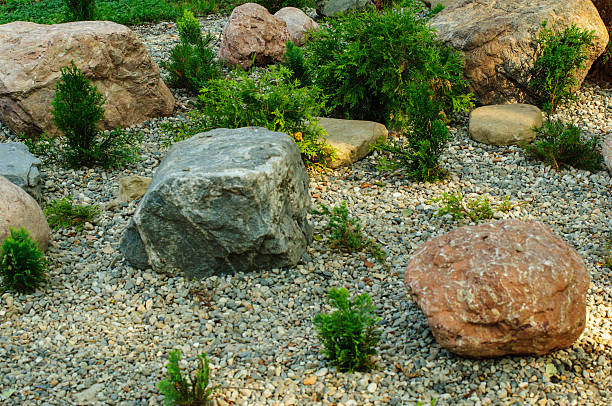 istock small shrub of thuja in the yard. 585307786