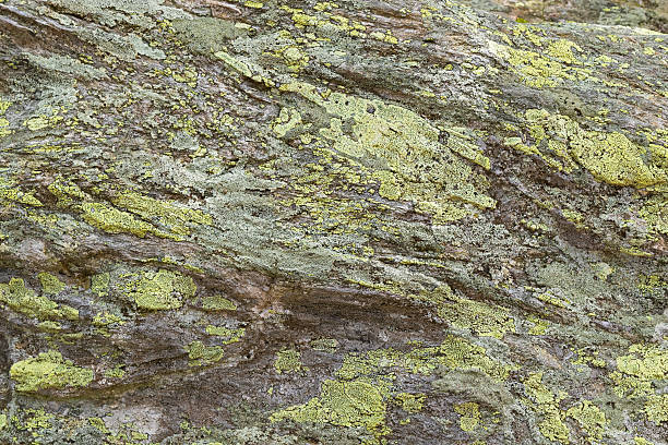 istock Green yellow Map Lichen deposits on rocks in high mountain 585308496