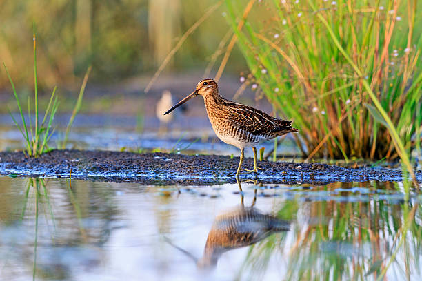 snipe at the edge of the swamp snipe at the edge of the swamp, hunting season, hunting bird rare frame wet area stock pictures, royalty-free photos & images