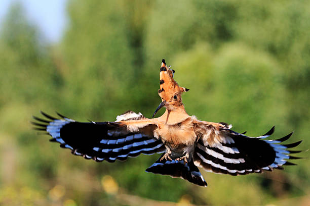 Conductor his life - rare bird,hoopoe in flight, with straightened wings colored feathers