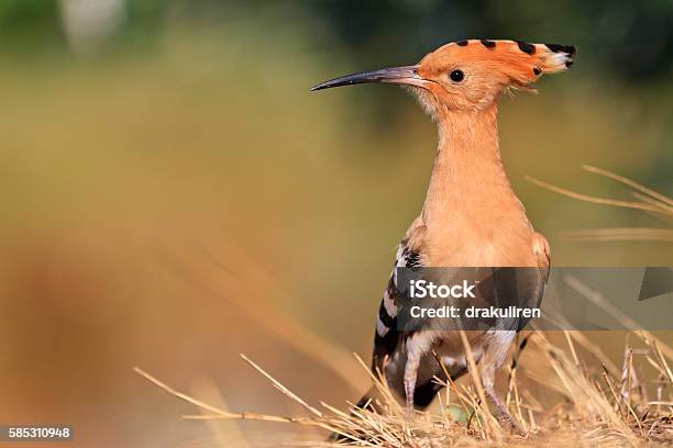 Rare Beautiful Bird With A Colorful Plumage Stock Photo - Download Image  Now - Animal, Animal Wildlife, Animals Hunting - iStock