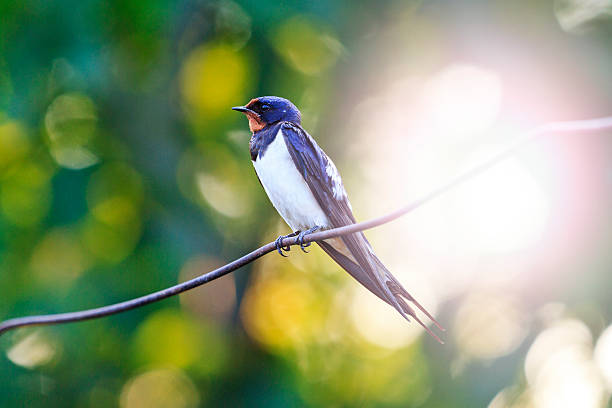 istock bird sitting on the wire with sunny hotspot 585311126