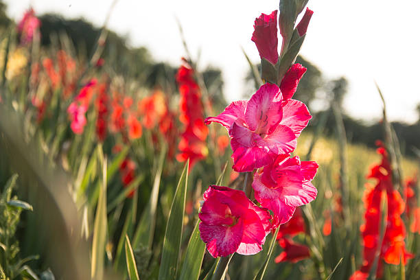 campo de gladiolo - gladiolus fotografías e imágenes de stock