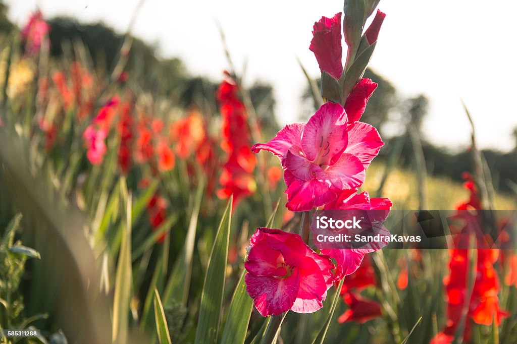 Foto de Campo De Gladiolus e mais fotos de stock de Gladíolo - Gladíolo,  Flor, Cabeça da flor - iStock