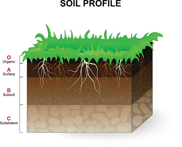 Soil Profile Soil Profile and Soil horizons. Piece of land with green grass and plant roots. Vector illustration. bedrock stock illustrations