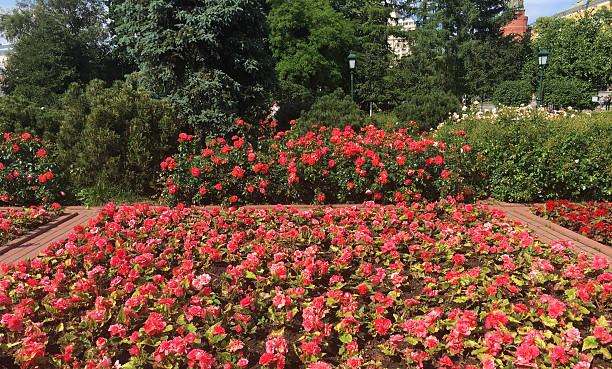 istock Flowerbed in Alexander gardens. 585312054
