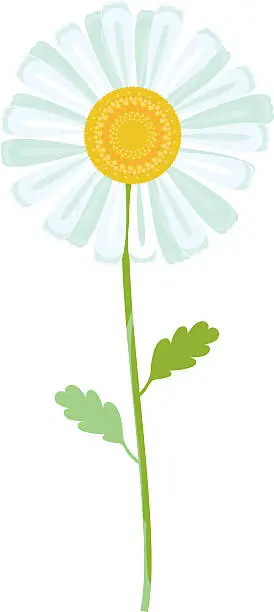 Vector illustration of chamomile vector illustration. white daisy flower