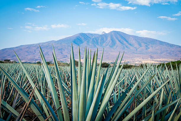 Tequila Landscape Agave tequila landscape to Guadalajara, Jalisco, Mexico. agave plant stock pictures, royalty-free photos & images