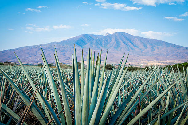 Tequila Landscape Agave tequila landscape to Guadalajara, Jalisco, Mexico. agave tequila stock pictures, royalty-free photos & images