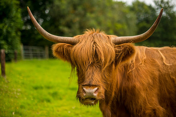 istock Long Haired Scottish Cow in a field 585315512