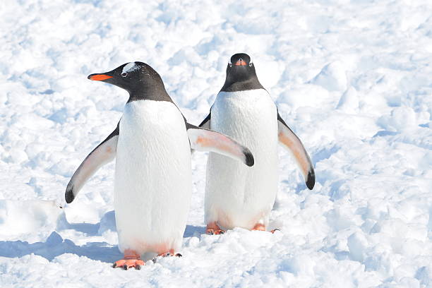 Gentoo penguins in Bright Sunlight On a brightly lit day on Petermann Island, two clean Gentoo penguins stand in a recent snow. petermann island photos stock pictures, royalty-free photos & images