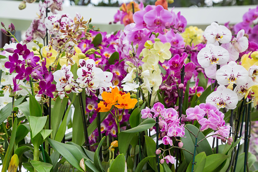 Variety of many different orchid flowers multicolored