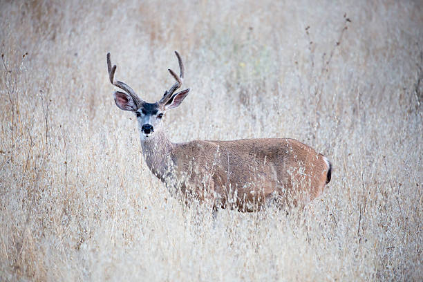 잡초에 검은 꼬리 사슴 (오도코오일 헤미오누스) 성인, 남성 - mule deer 뉴스 사진 이미지