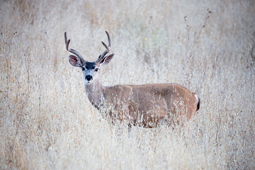 Black-tailed Deer stands at alert in a dry grassy meadow.