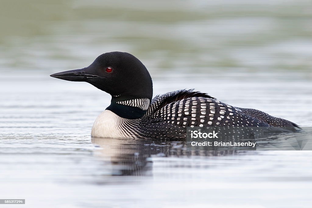 Common Loon Swimming on a Lake in Summer Common Loon (Gavia immer) on an Ontario lake in summer Common Loon Stock Photo