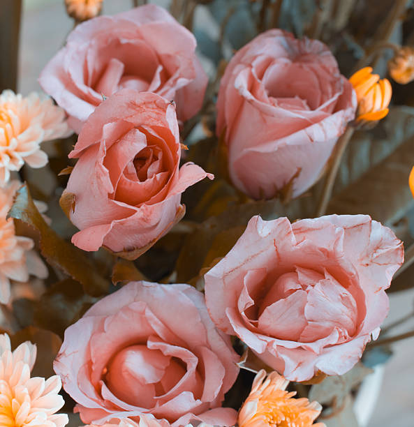 istock pink roses in old retro colors over gray background 585318062