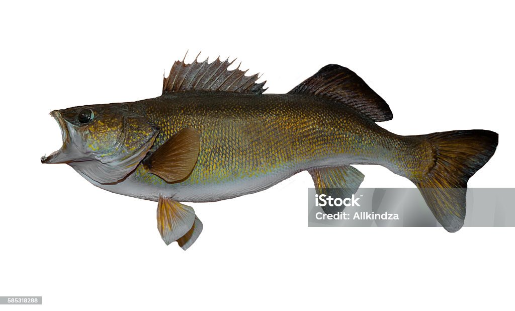 Walley Isolated On White Stock Photo - Download Image Now - Fish, Walleye,  Large - Istock