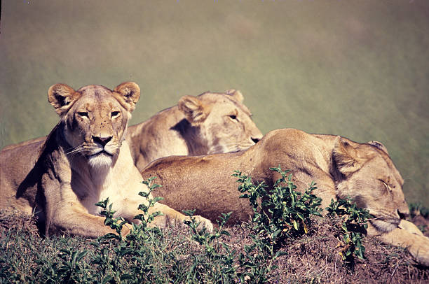 istock Lionesses on Paradise Plains, Masai Mara Game Reserve, Kenya 585318982