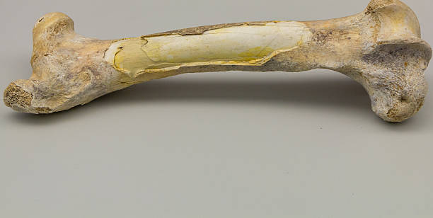 istock Detail of a large fossilized bone 585319946