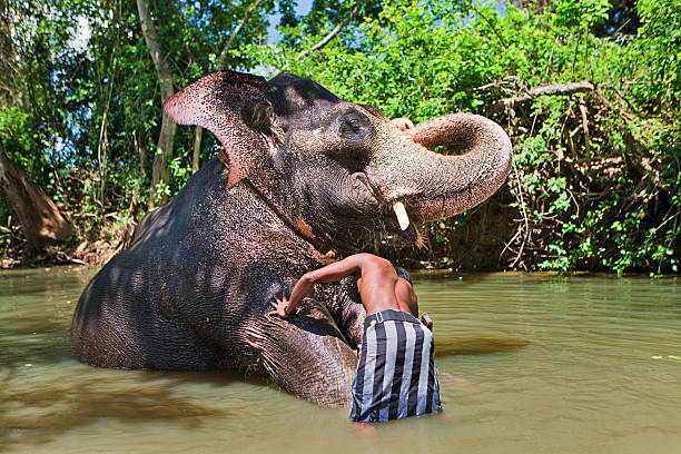 istock Mahout bathing his elephant in the river 585320968