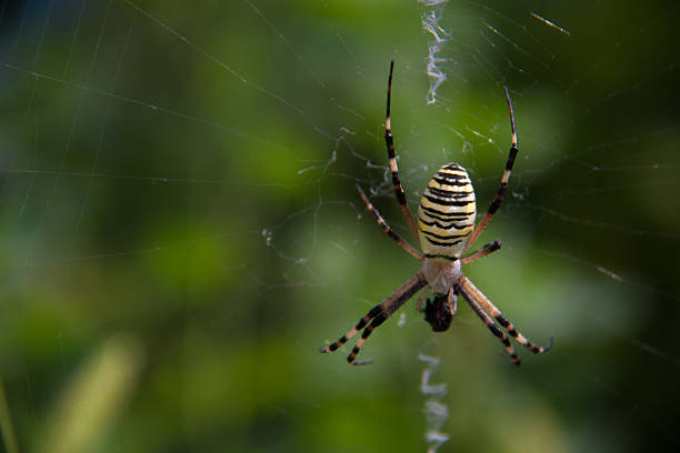 istock Wasp spider Argiope bruennichi on a web green background 585321066