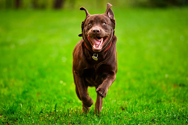 Labrodor Dog Run Stock Photo - Download Image Now - Dog, Ecstatic, Animal -  iStock
