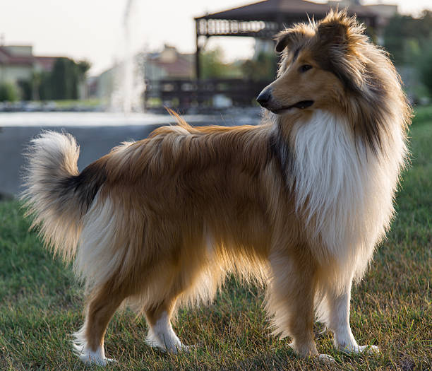 istock Collie dog in park 585322324