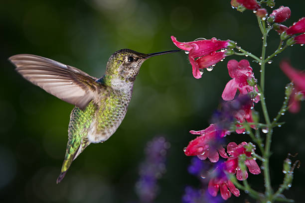Hummingbird visits flowers with raindrops