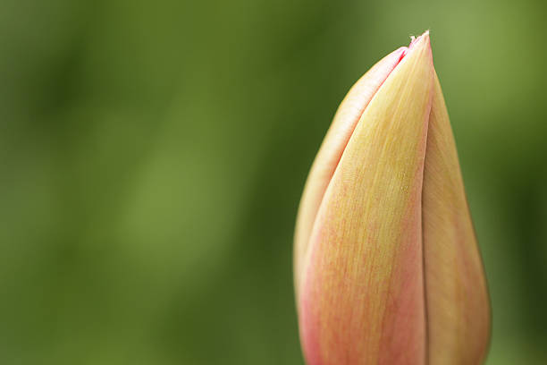 bocciolo di tulipano rosa curvo - bud flower tulip flowers foto e immagini stock