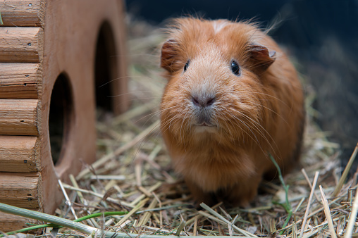 Portrait of cute red guinea pig. Close up photo.