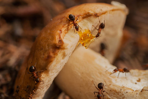 equipe de formigas na colheita conjunta - anthill macro ant food - fotografias e filmes do acervo