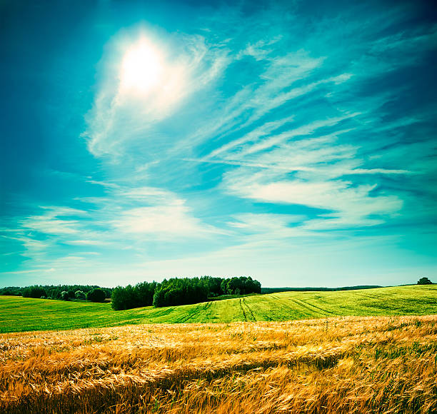 istock Summer Landscape with Wheat Field and Clouds 585324446