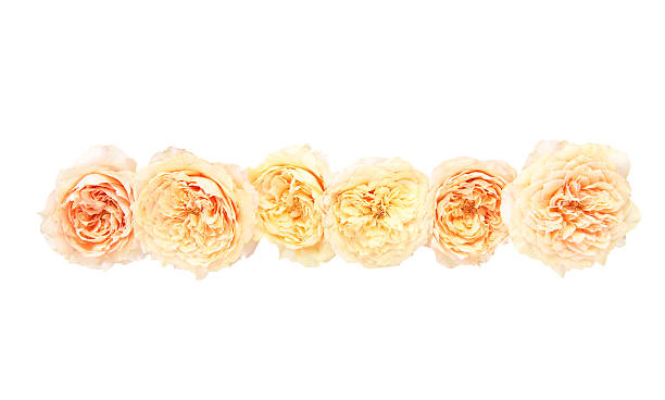 istock Flower head of roses 585324604