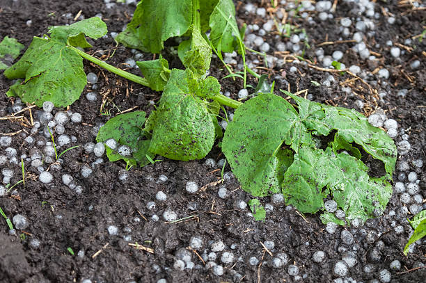istock Zucchini plants damaged by hail 585325318