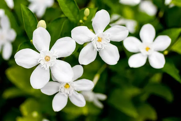 white jasmine flower is bloomingwhite jasmine flower is blooming